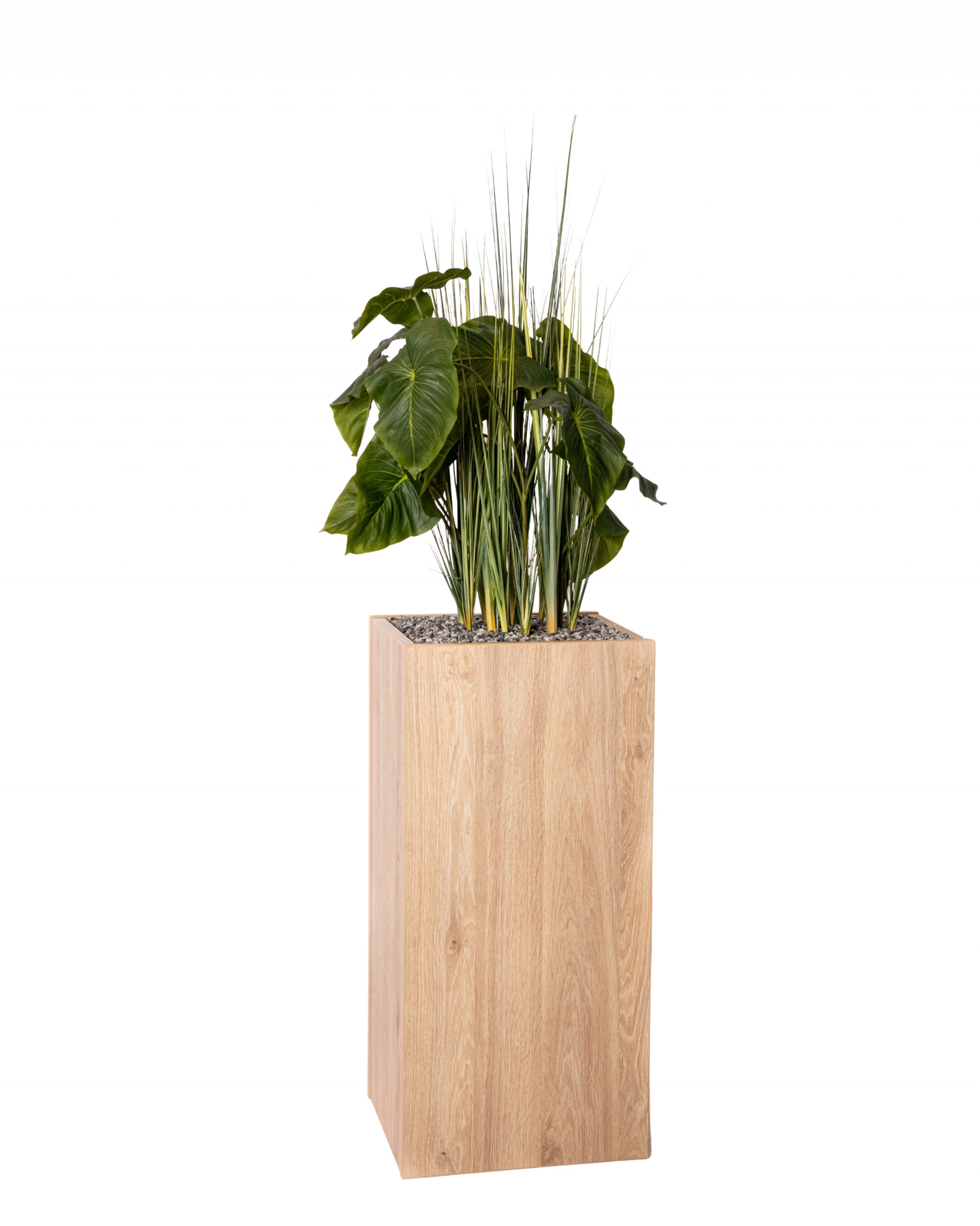 ANTHURIUM