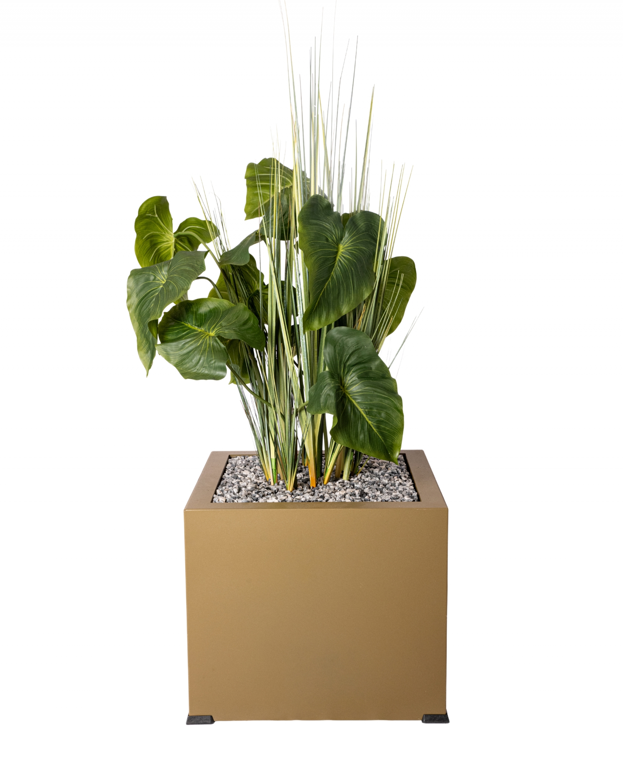 ANTHURIUM