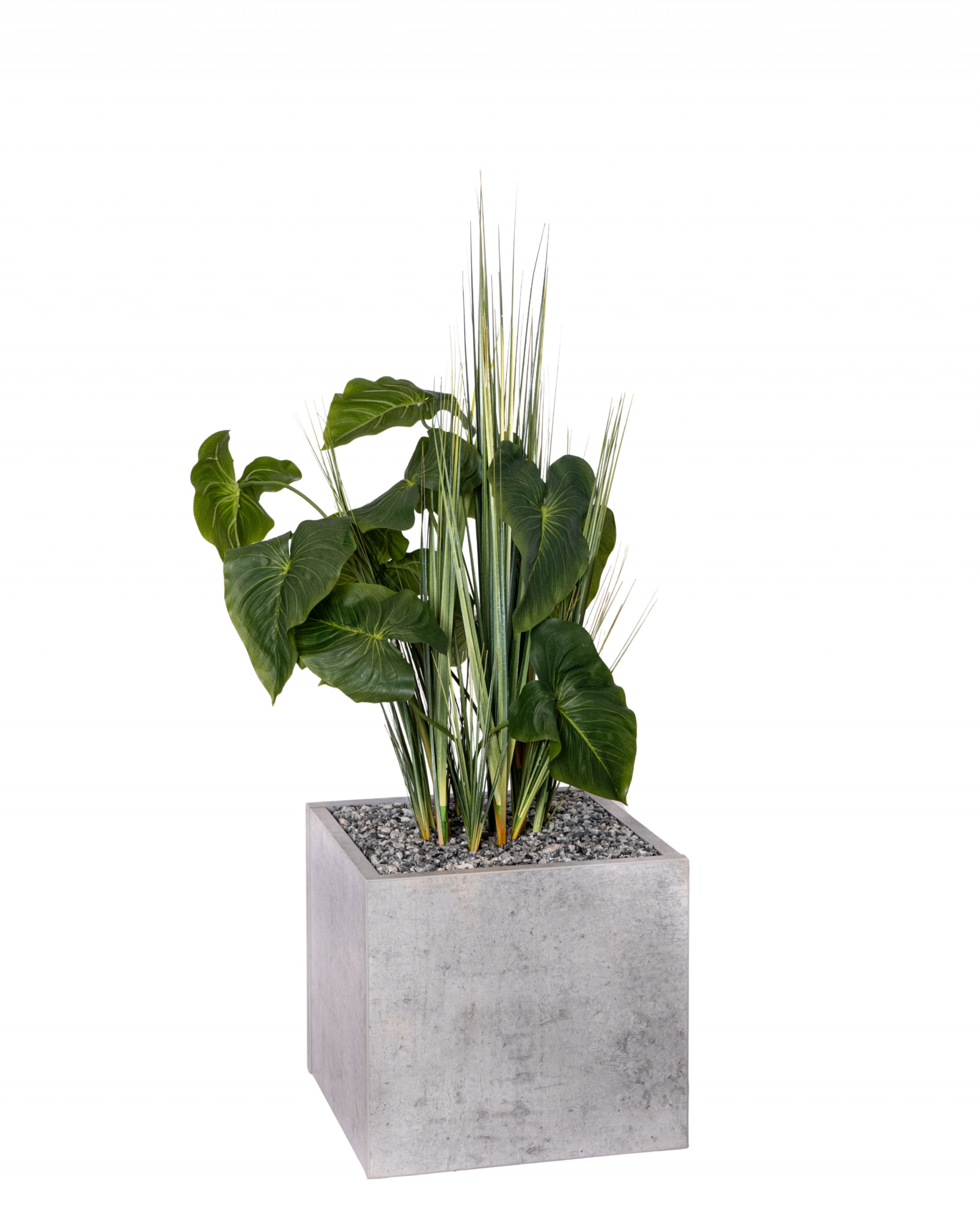 ANTHURIUM