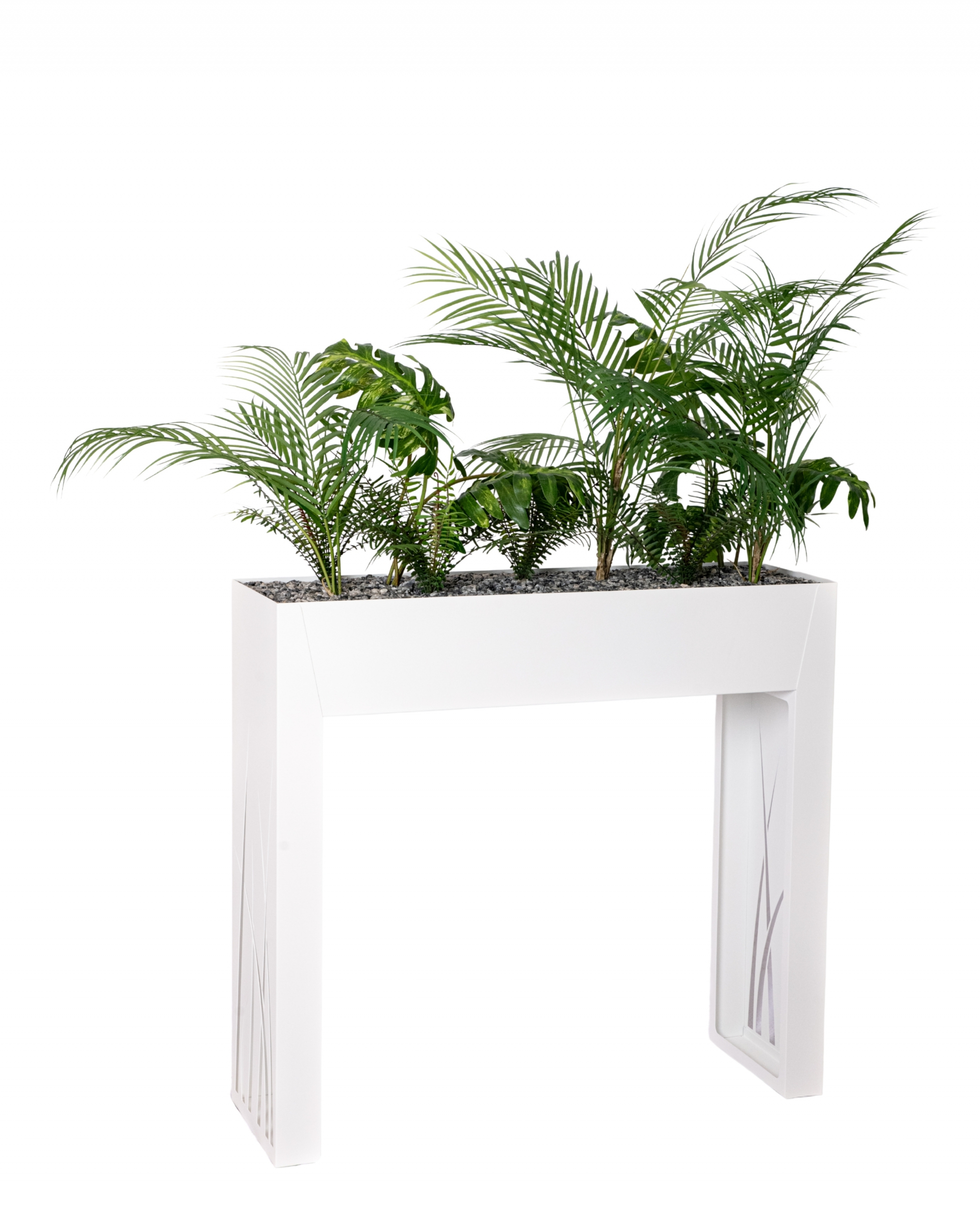 ARCH ARECA
