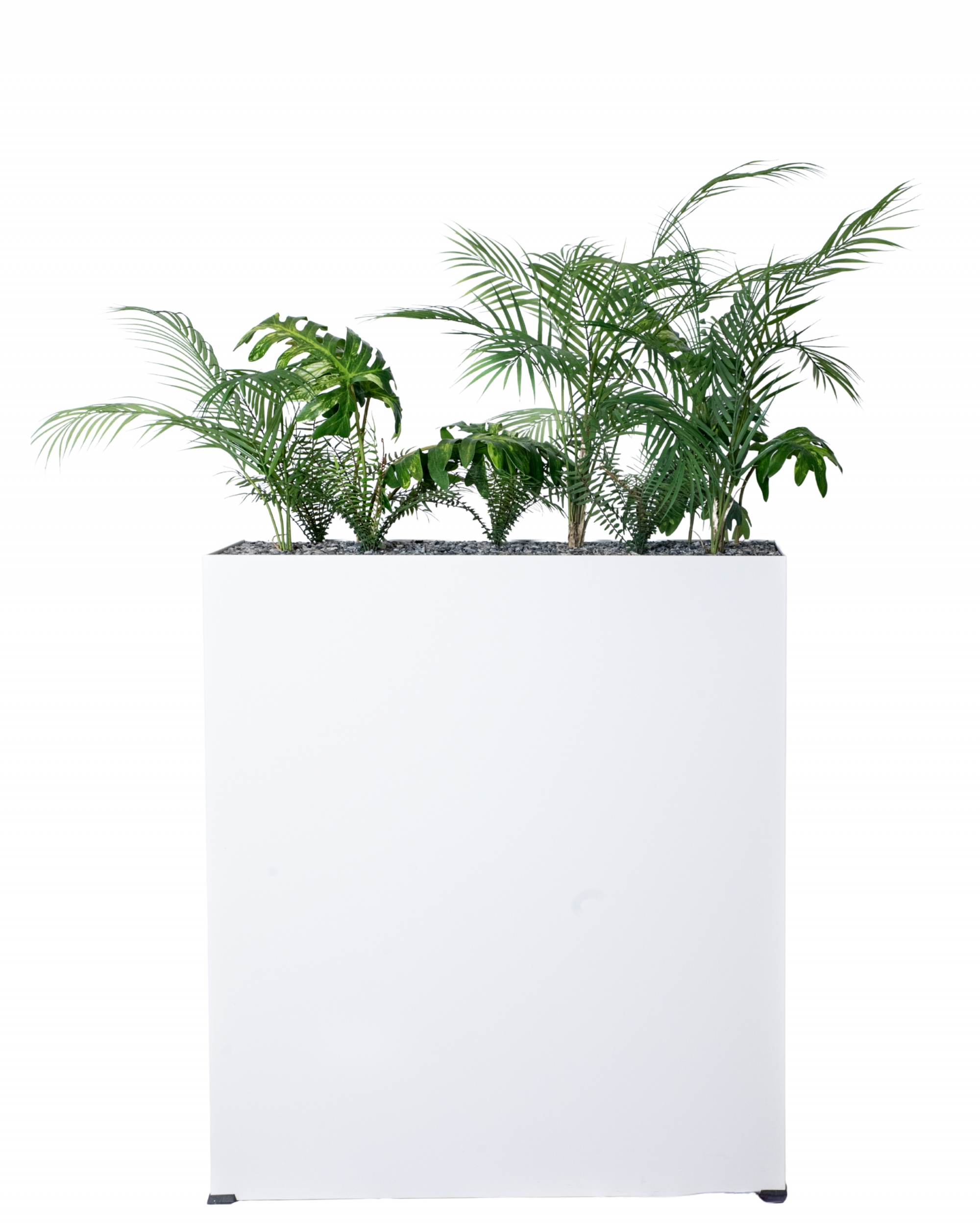 ARECA