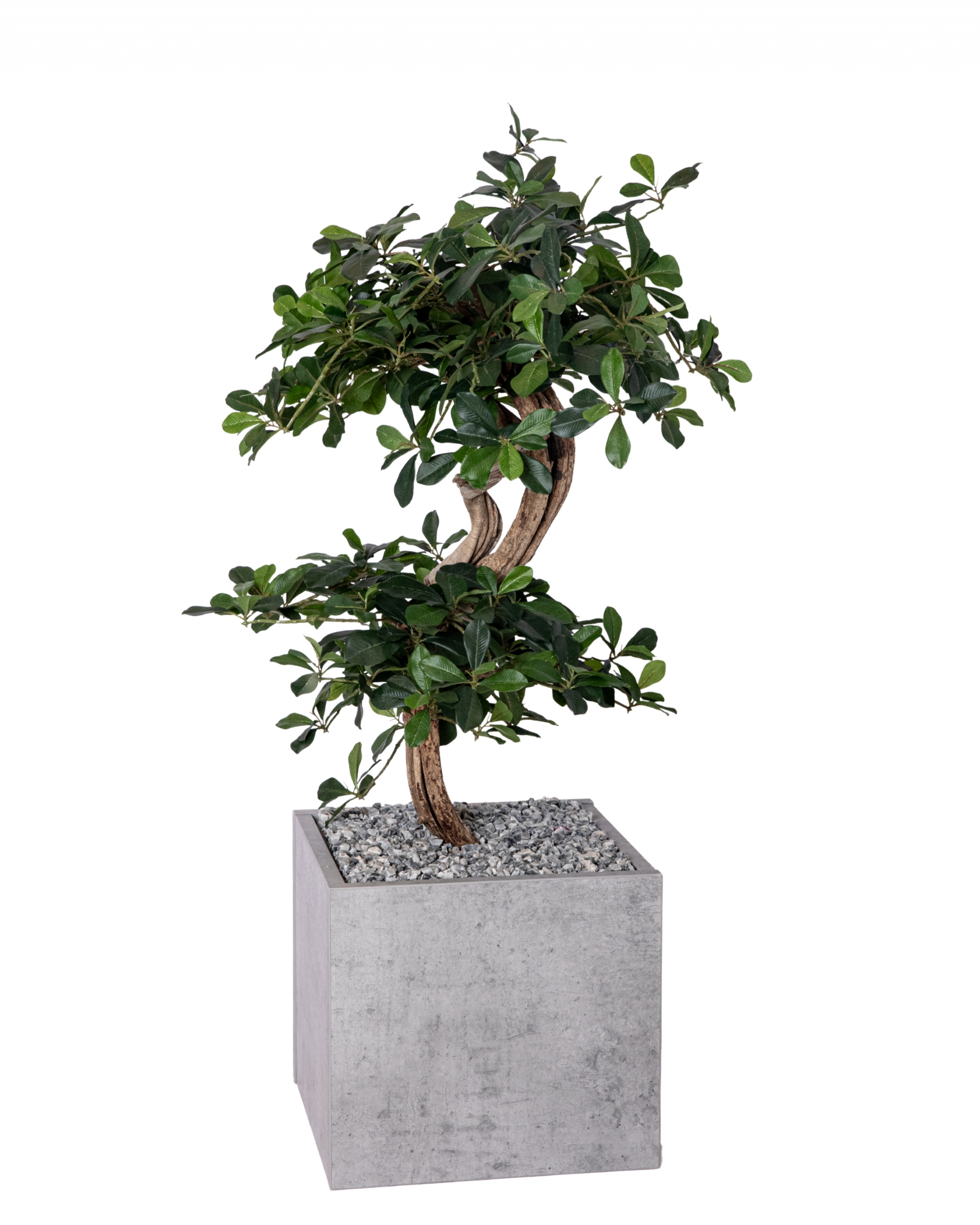 BB BONZAI 2T