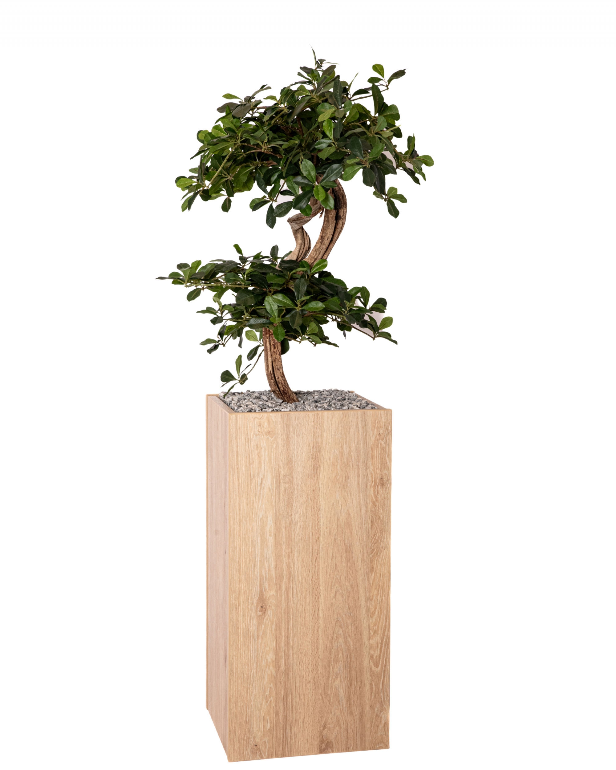 BH BONZAI 2T