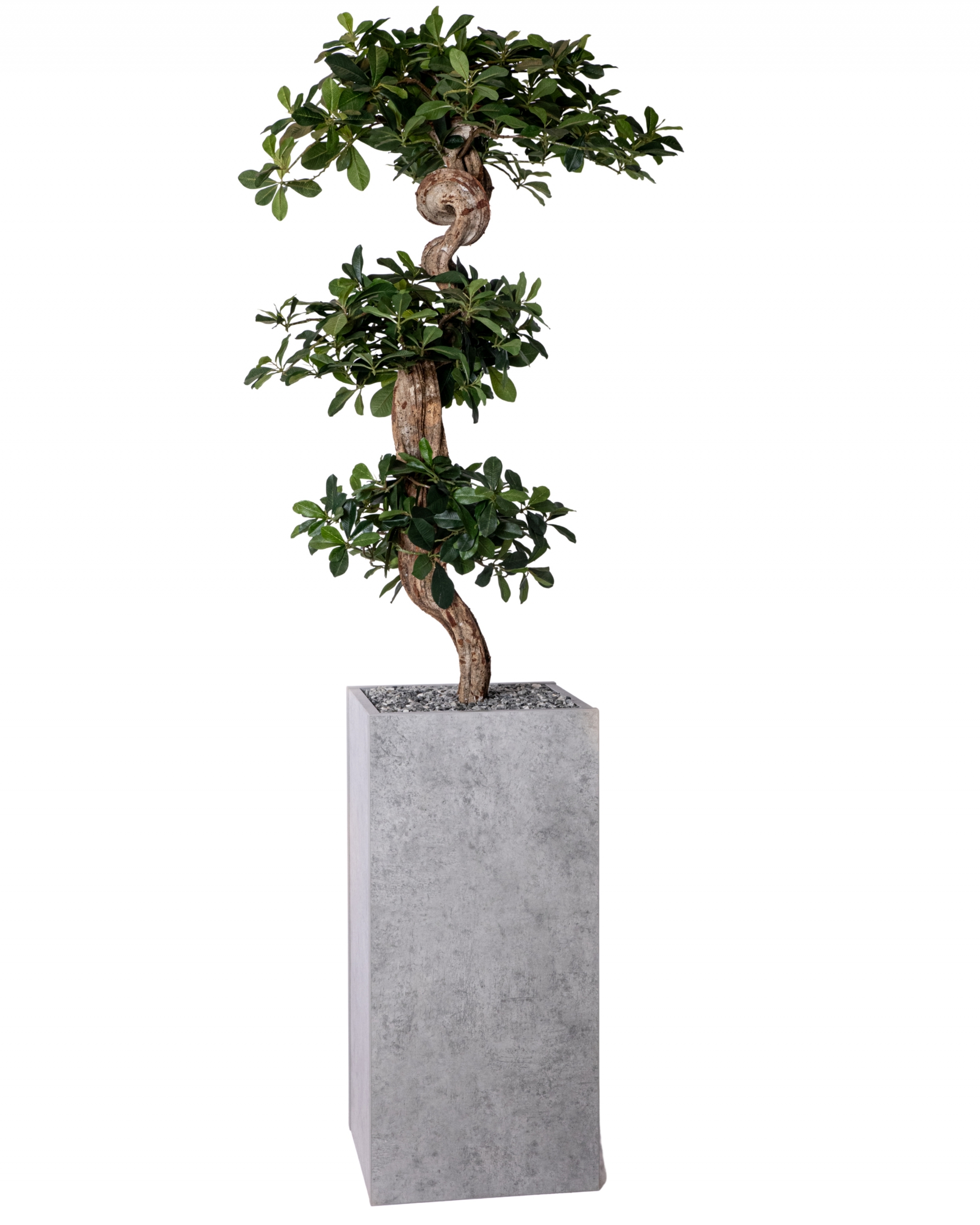 BH BONZAI 3T