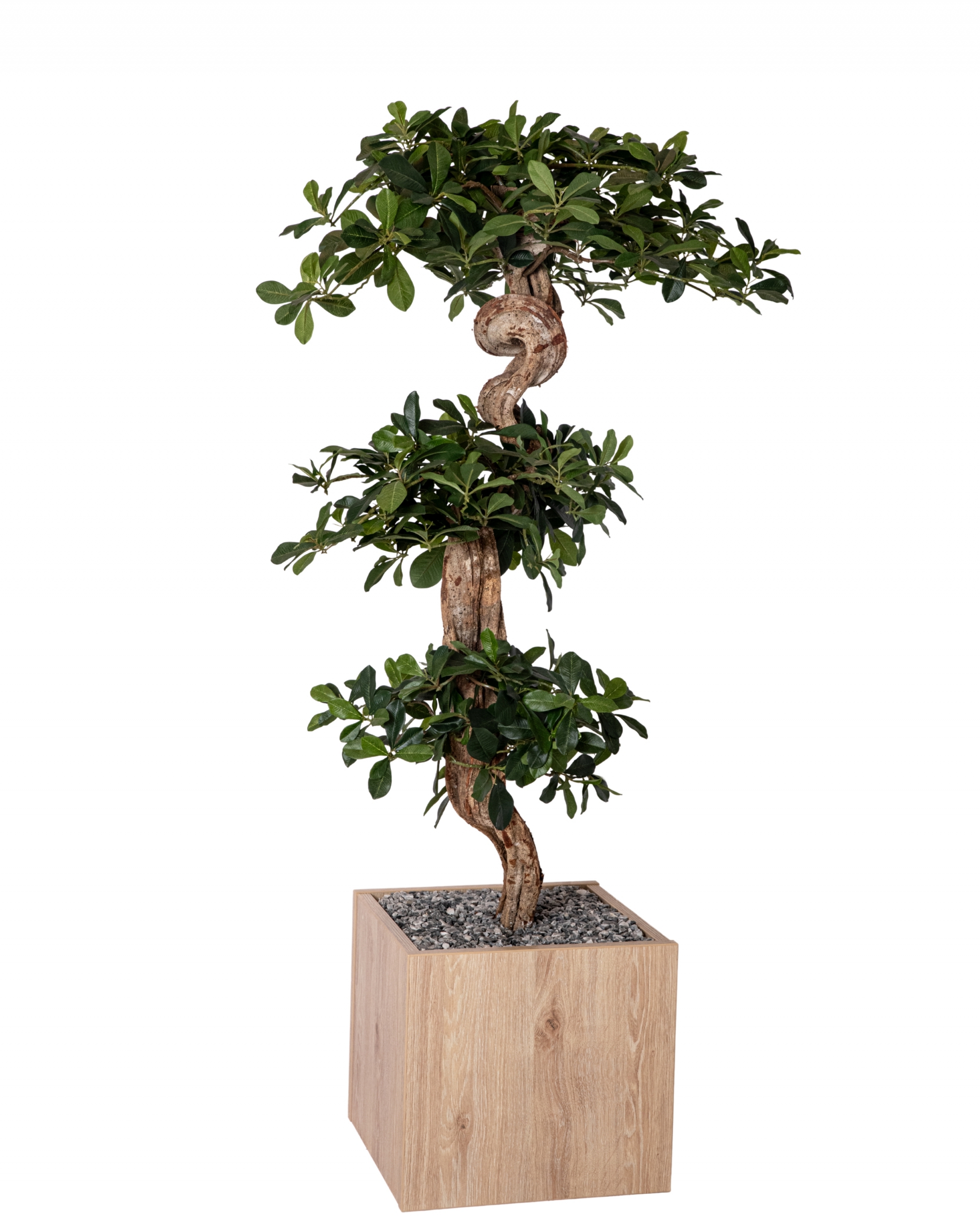BONZAI 3T