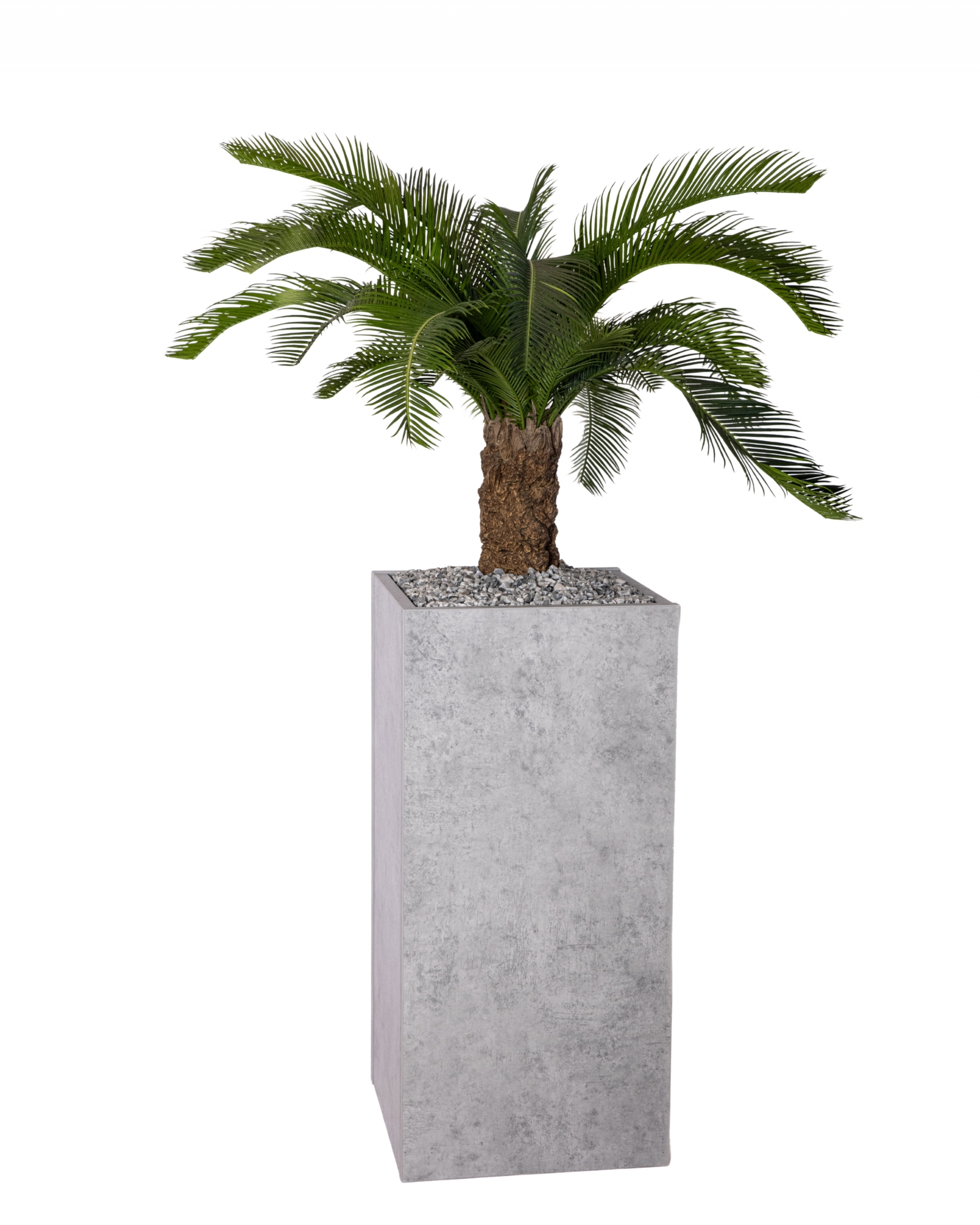 BOSCO HAUT PALMIER