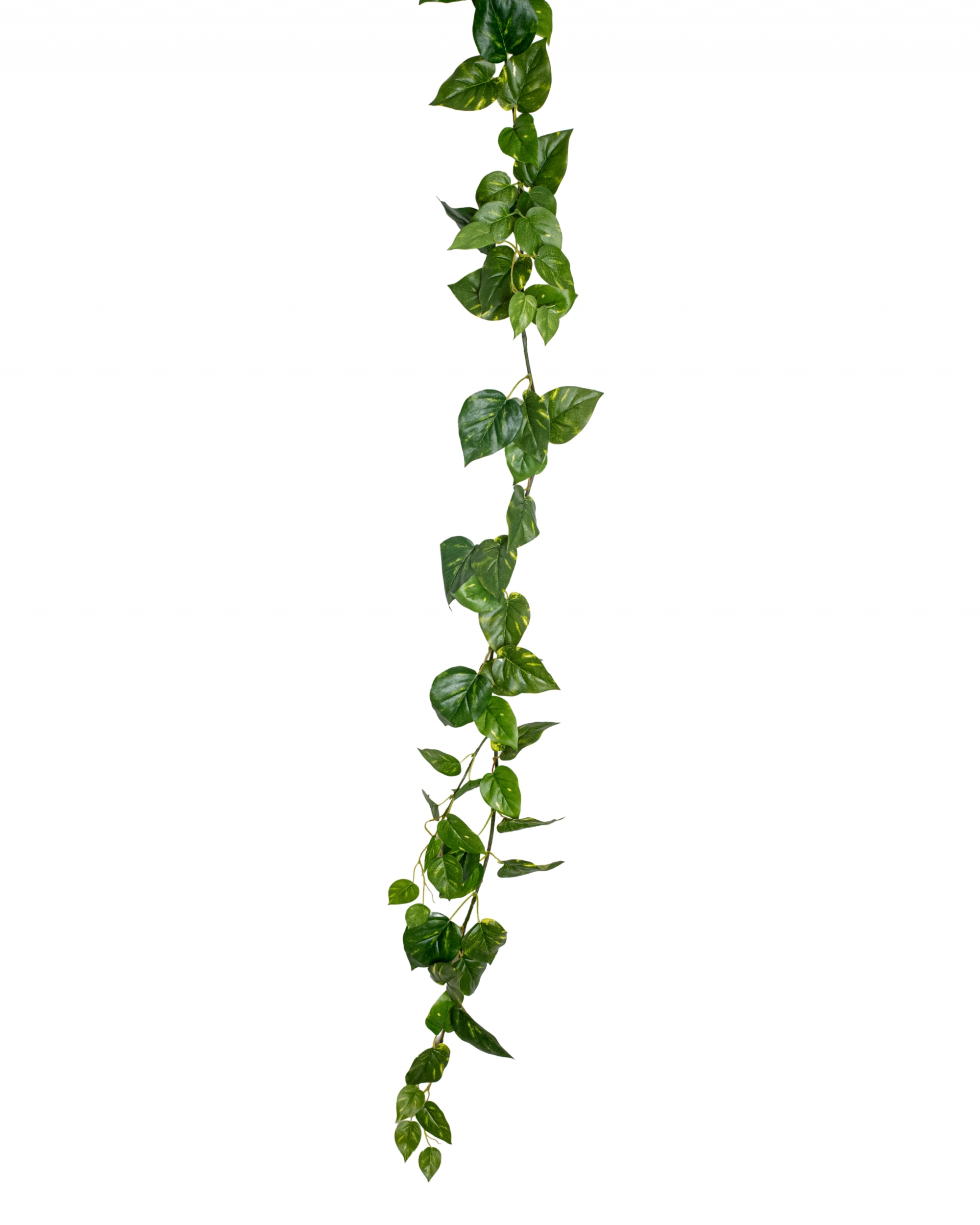 GUIR-POTHOS