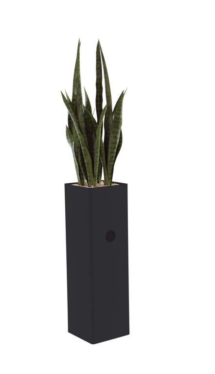 ST06 SANSEVERIA